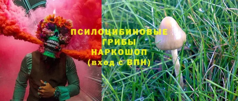 Галлюциногенные грибы Psilocybe  Пенза 